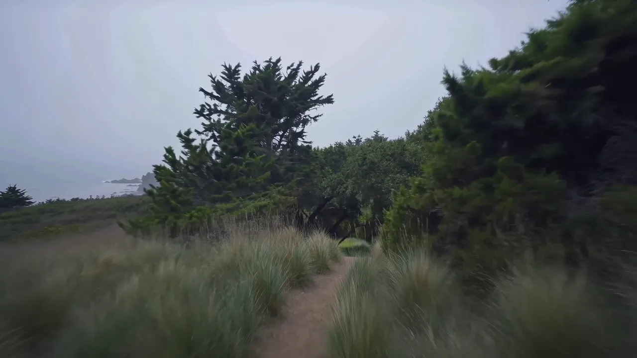 Serpentine slope on Mount Tamalpais: manzanita with mahogany limbs growing on green stone.